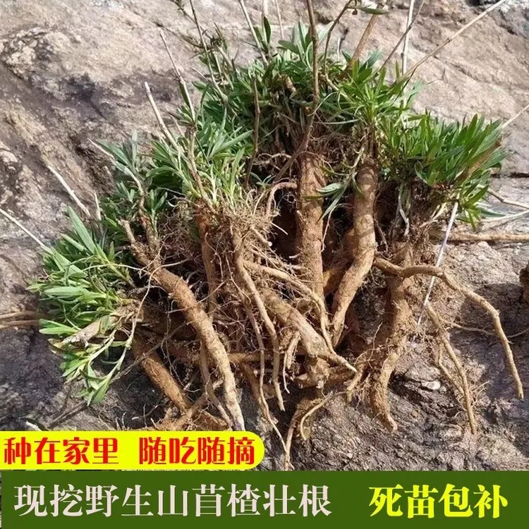 山东日照野生带根新鲜山菜野菜山苜楂山菜正宗现挖现发种植包成活