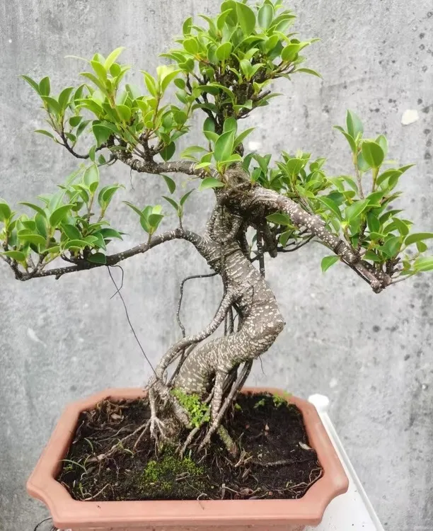 造型虎皮榕盆景室内客厅盆栽台湾气根榕老桩悬崖四季常青庭院绿植