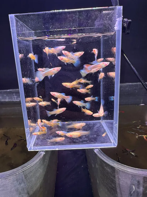 天空蓝白火烧云孔雀鱼小苗