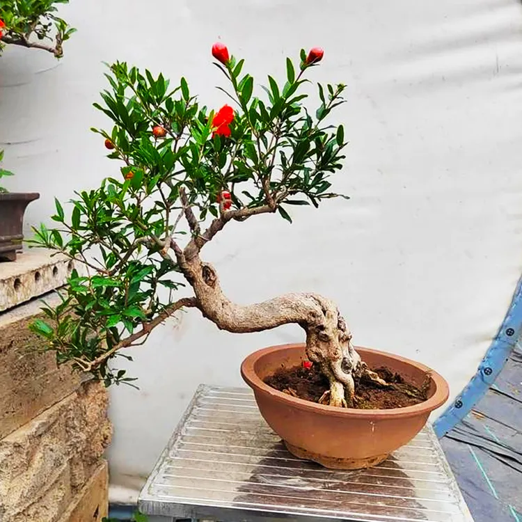 花景石榴花盆栽门口带果发货年宵可食用植物乐道l90绿植金弹子