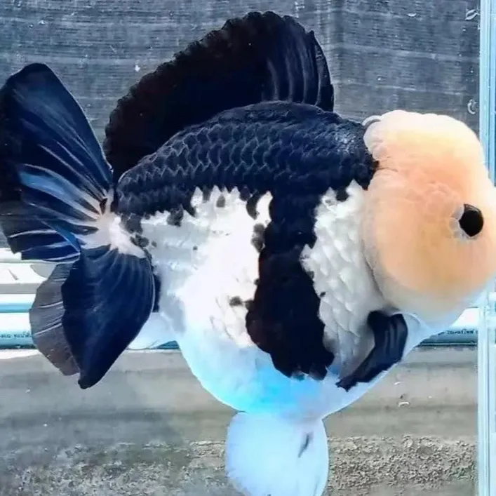 冷水淡水好养耐活的玛丽金鱼观赏鱼（已直播间实物为准）