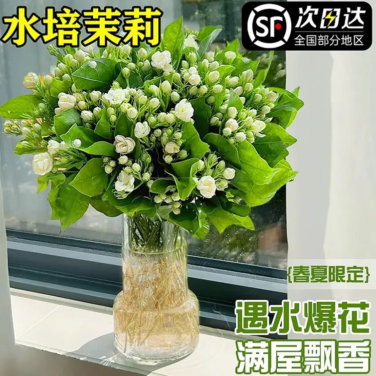 茉莉花水培植物盆栽带花苞办公室内桌面好养懒人鲜花绿植水养花卉