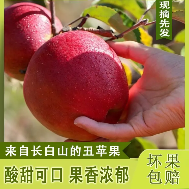 延边寒地丑苹果 头茬鲜果酸甜可口 果香浓郁坏果包赔