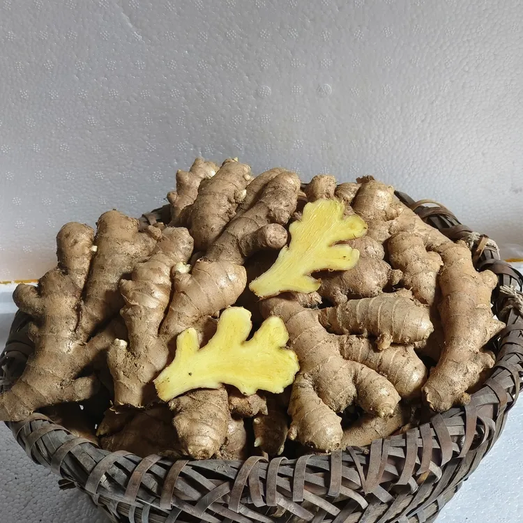 正宗广西桂林老姜生姜老姜母新鲜坐月子农家自种