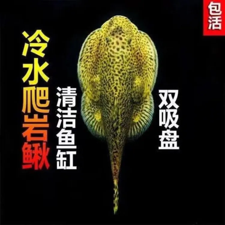 贵州爬岩鳅除藻缸壁清洁观赏鱼清洁双吸盘溪流清道夫净化鱼缸