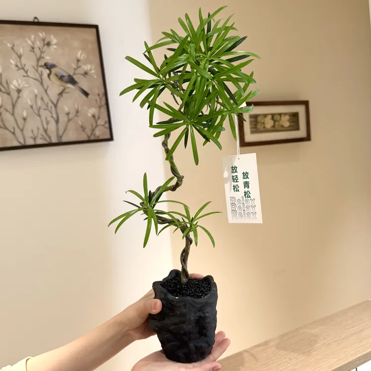 造型罗汉松放S青松盆栽盆景室内客厅办公室前台桌面绿色花卉绿植