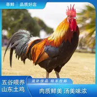 放养土公鸡农家散养肉质鲜嫩一只净重4.5斤左右健康养殖