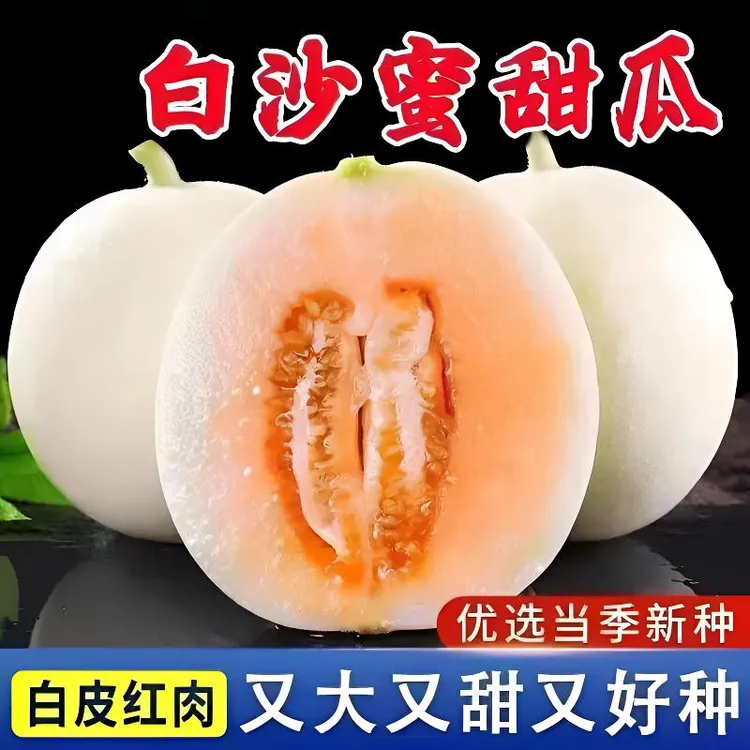 香瓜种子白沙蜜甜瓜冰糖甜瓜种籽春夏阳台盆栽超甜早熟甜瓜种子