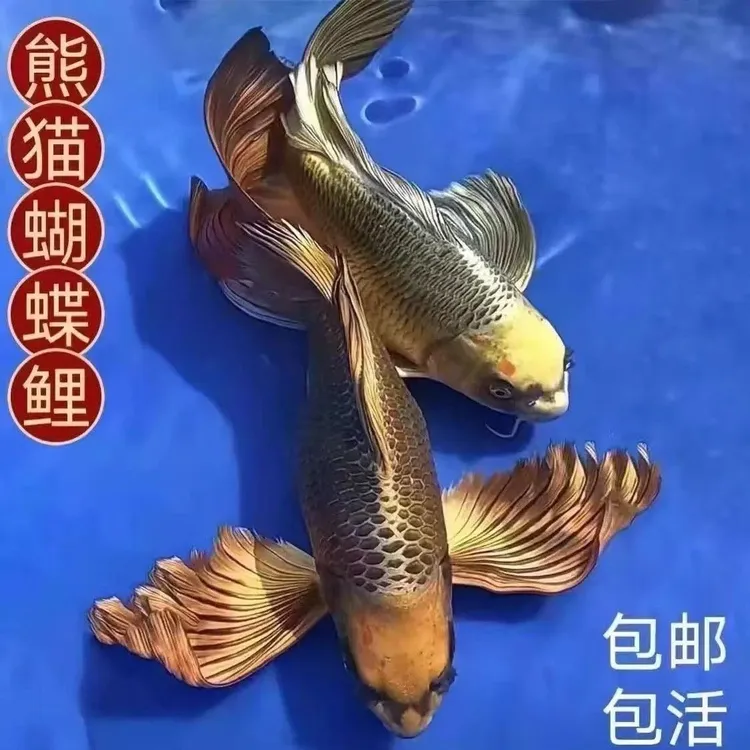 熊猫蝴蝶鲤淡水观赏鱼冷水好养耐活招财鱼苗