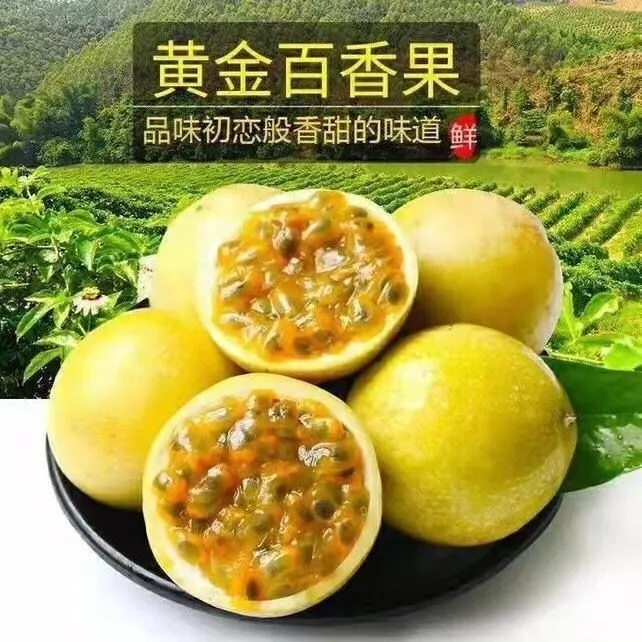 广西黄金百香果嫁接苗超甜大果优质百香果苗南方黄金百香果树苗
