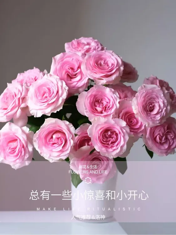 卓拉鲜花-洛神玫瑰新鲜采摘适合客厅装饰