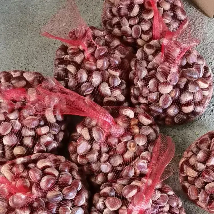 衢州新鲜高山板栗仁正宗产地饱满香糯可口自家板栗园现采现发顺丰