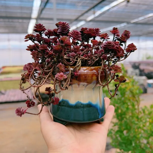 9# 小球玫瑰群生精品