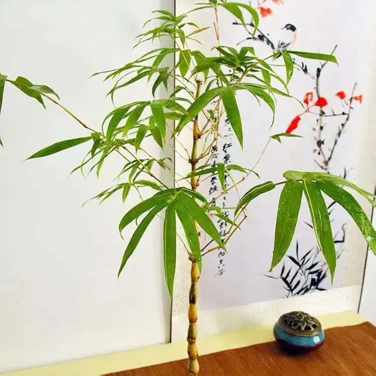 五彩金丝佛肚竹盆栽精品丛林小型矮化盆景阳台室内观赏盆栽竹子苗