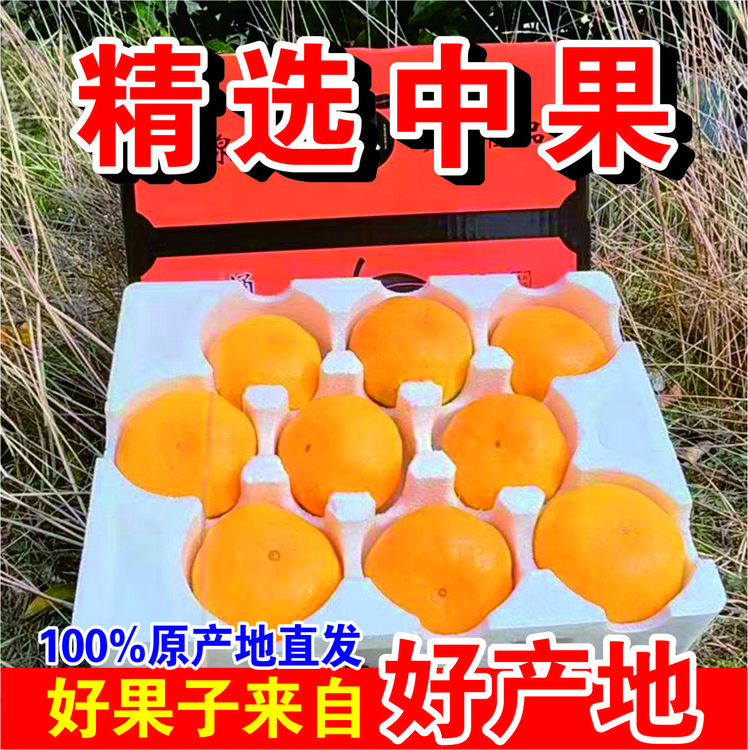 精选中果正宗台州特产涌泉高山蜜桔宫川无核新鲜采摘薄皮当季水果