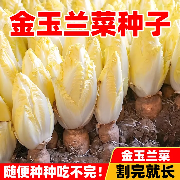 金玉兰菜种子一年四季多年生王兰菊苣种子籽阳台盆栽白玉兰菜种籽