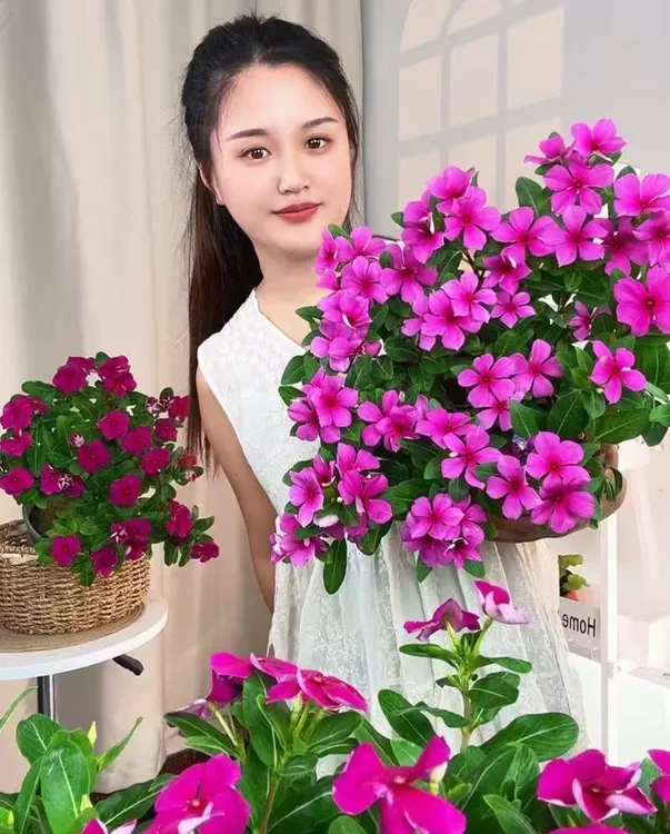 【木本天天开】长春花四季梅盆栽花卉耐热耐晒阳台庭院四季开花观赏