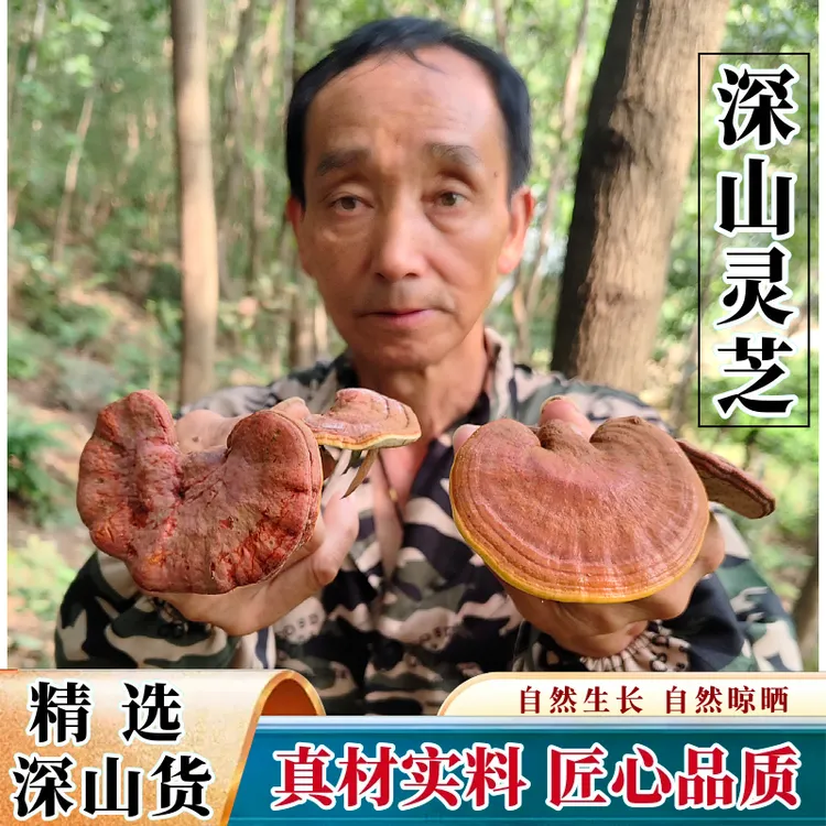 深山灵芝新货大别山野外生长赤灵芝林芝霍山灵芝紫芝食用煲汤