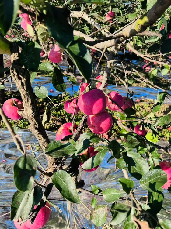 东北瓦房店红富士苹果产地直发自然果香脆甜可口