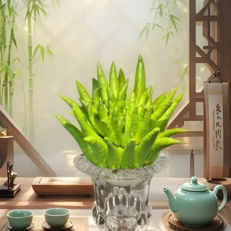 卧室佛手果省心新鲜好养易打理茶几佛手柑现摘易活庭院