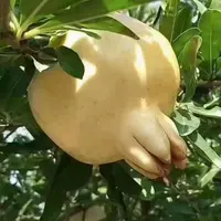 【丫头专属】怀远白石籽石榴头茬大果新鲜采摘礼盒装多汁水果