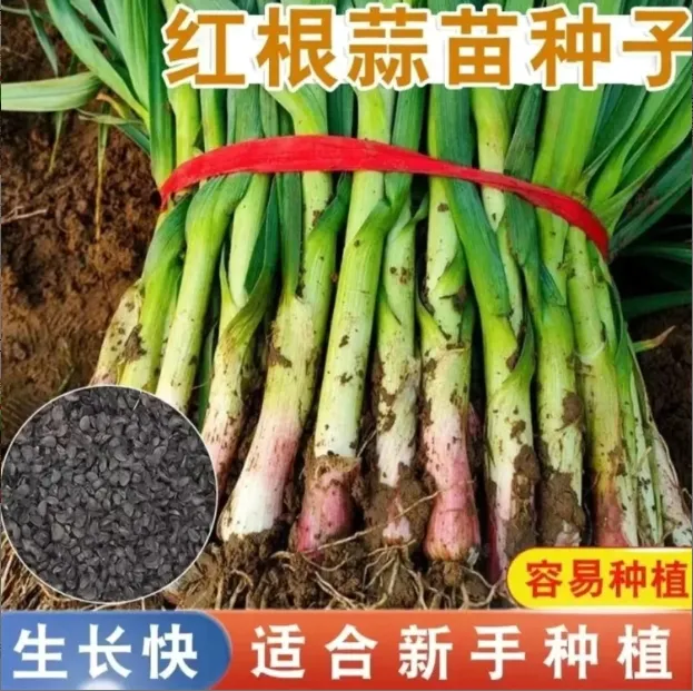 【红根宽叶蒜苗种子】家庭阳台小院盆栽地栽四季种植