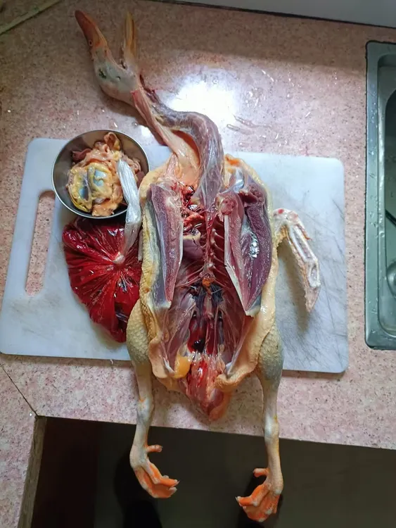 原生态土鸭原滋原味特色血鸭菜顺丰冷链真空包装鸭肝鸭子