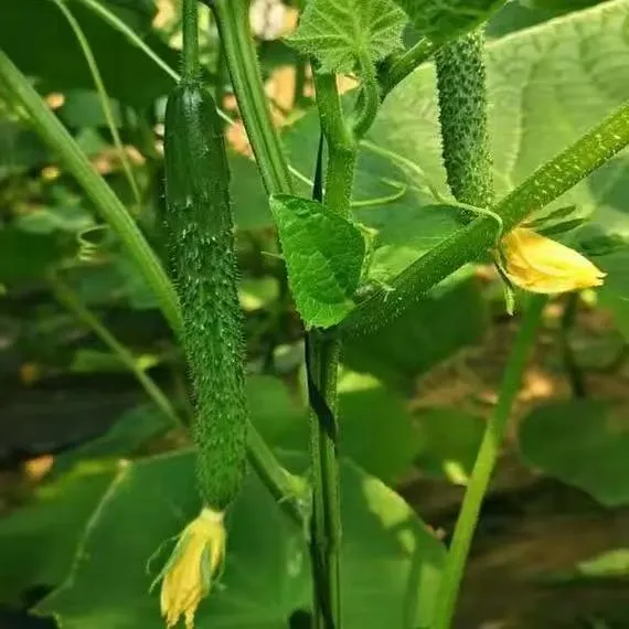 【农家菜】新鲜带刺嫩黄瓜纽现摘可生吃凉拌腌菜的应季蔬菜