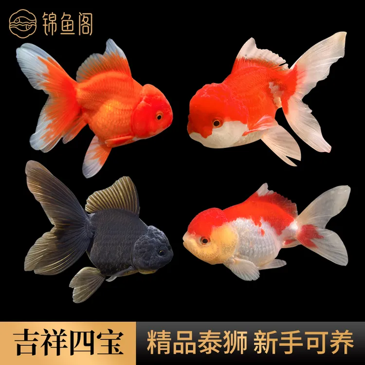 吉祥三宝鱼鹤顶红鸿运当头淡水狮子头好养耐活冷水观赏鱼中小型鱼