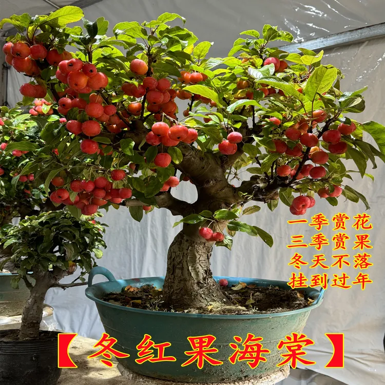 元花梦【一物一拍】冬红果海棠各种树盆栽地栽南方北方均可种植