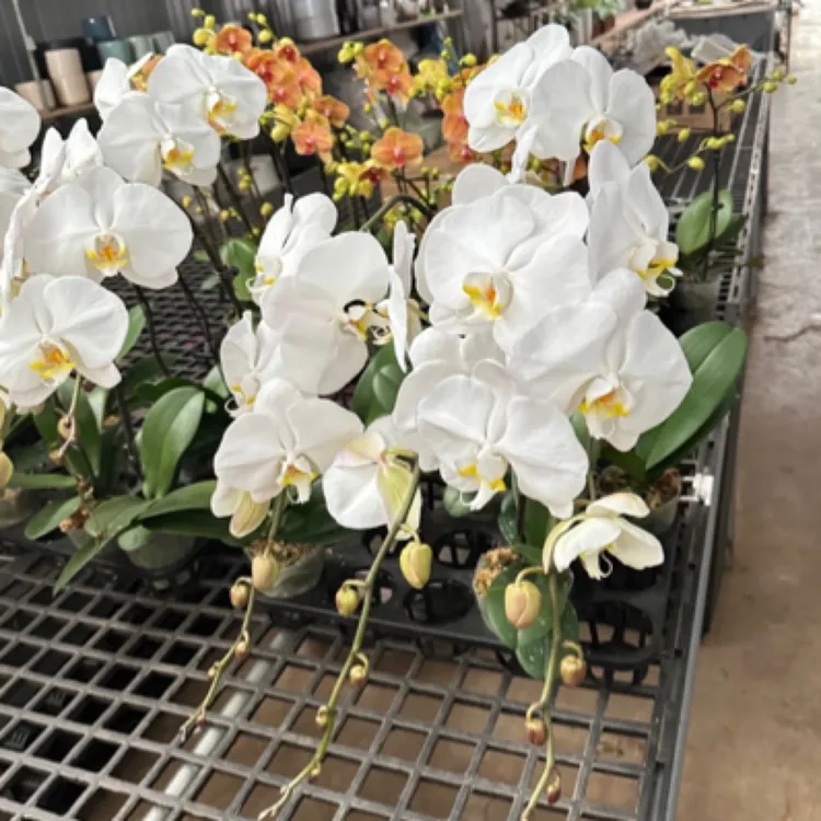 纯洁大白花V3，3.5寸