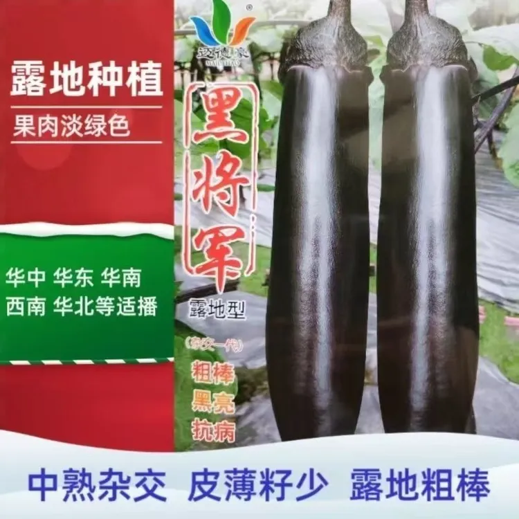 茄子种籽黑长茄种子粗棒早中熟杂交抗病皮薄果肉淡绿黑将军基地种