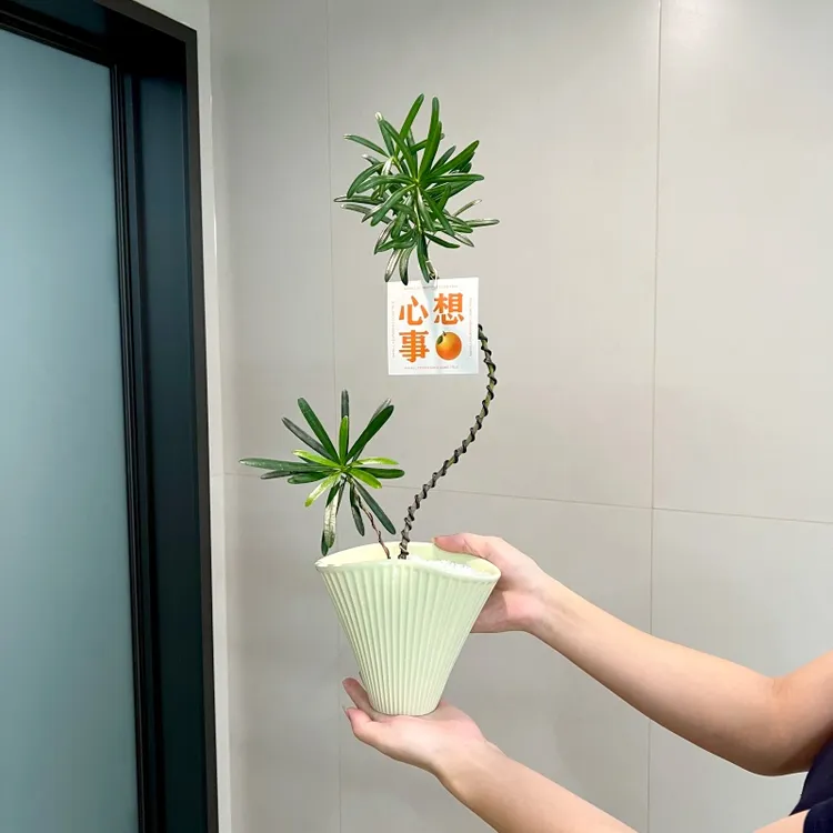 【喜半阴】造型罗汉松盆栽室内客厅办公室桌面观叶趣味花卉绿植好养