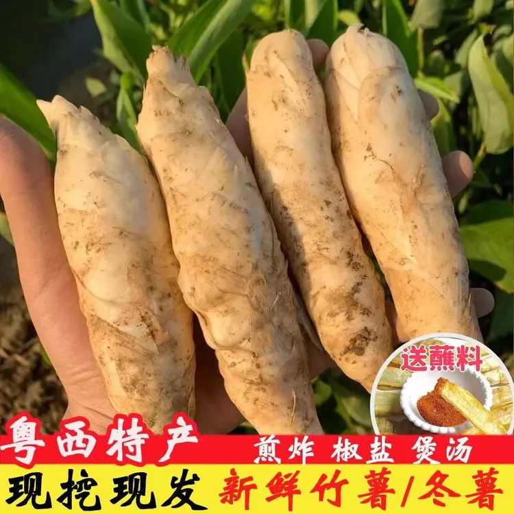 【煲汤粉薯】广东新鲜竹薯冬薯现挖现发煲汤农家竹芋自种竹根凉粉