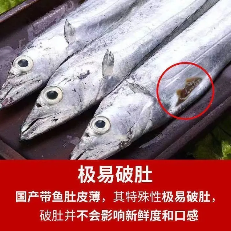 【乐呵专属】渤海湾本地鲜带鱼大黄鱼大鱼舟山带鱼