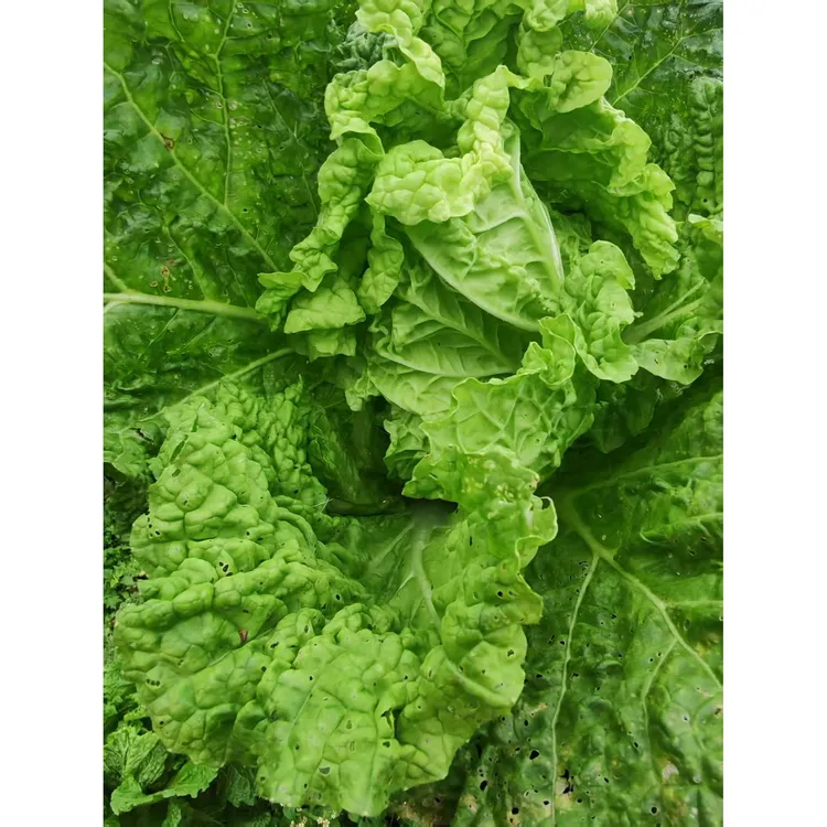 贵州麻叶白菜农家露天种植新鲜青麻叶火锅菜现砍现发