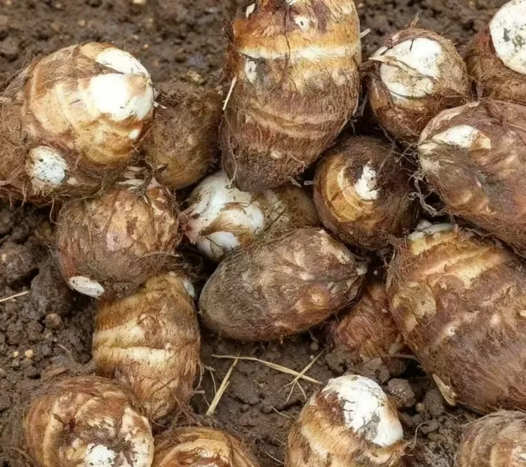 纯天然新鲜农家自种芋头