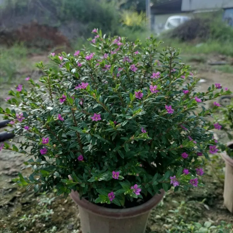 满天星盆栽室内室外绿植开花庭院阳台耐寒耐热花卉植物