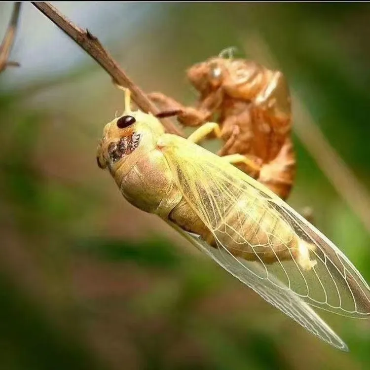 新鲜速冻脱壳生肉爬蚱猴爬虫银蝉顺丰包邮适合油炸
