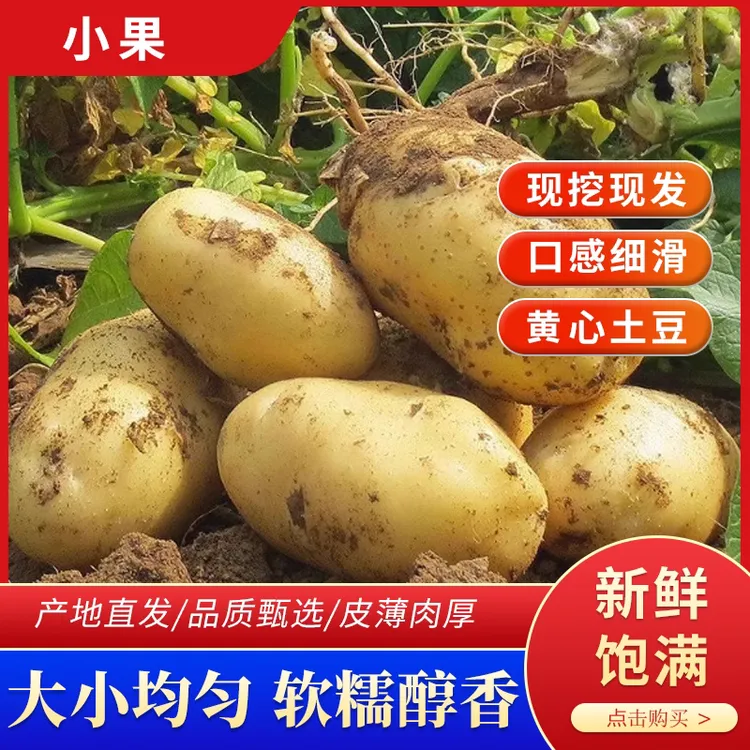 福利25年正宗甘肃新鲜马铃薯精选定西土豆黄皮黄心沙面粉面洋芋