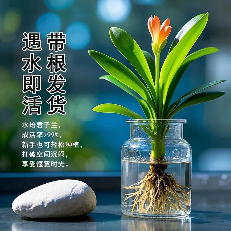 【当年开花】水培精品君子兰花办公桌面绿植室内绿植水培绿植懒人