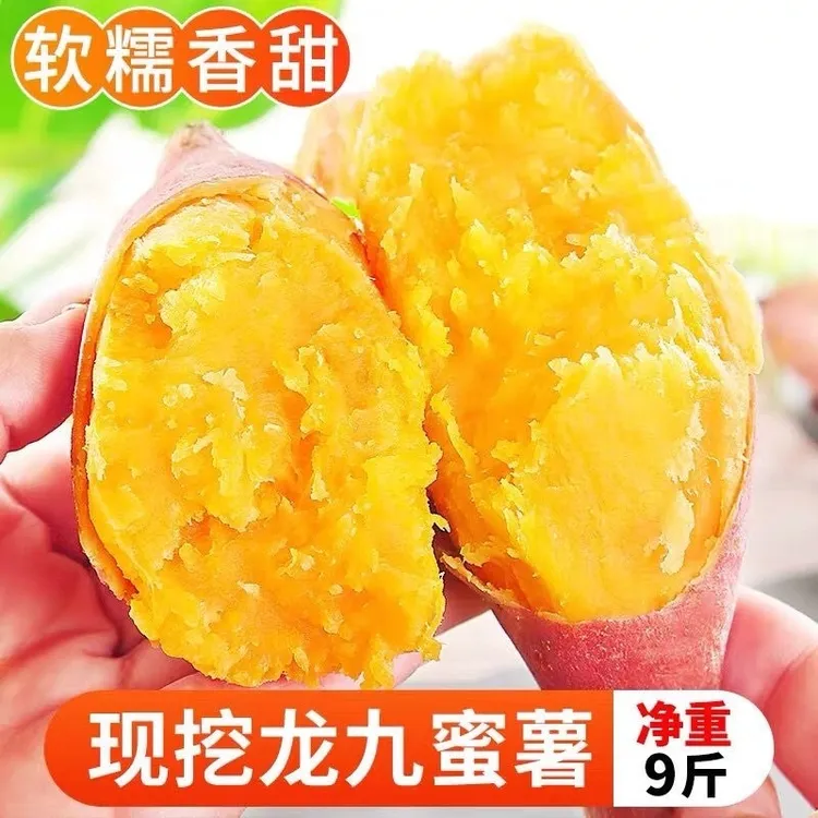 现挖现发沙地红薯蜜薯黄心龙九红薯蜜薯龙九地瓜烤红薯
