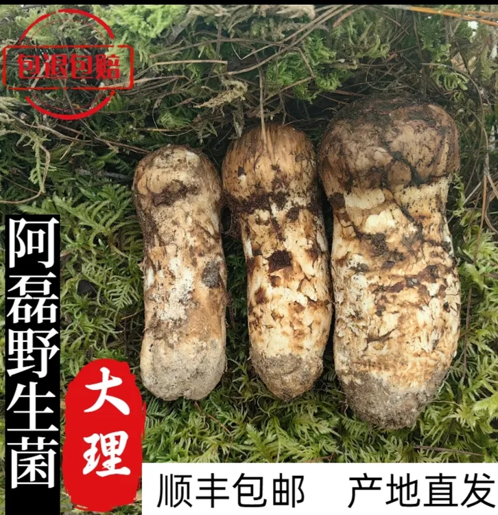 2025云南大理新鲜采摘出口级  6-8厘米 规格顺丰空运野生菌