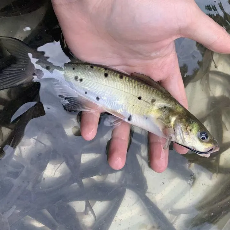 斑点叉尾鮰鱼苗叉尾鱼苗钳鱼苗回鱼苗活体淡水养殖可观赏可食用