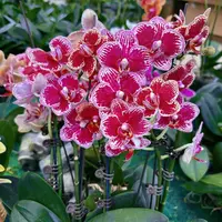 【心想事成可乐3花剑】蝴蝶兰花期超久稀有品种 变异闪电边蝴蝶兰