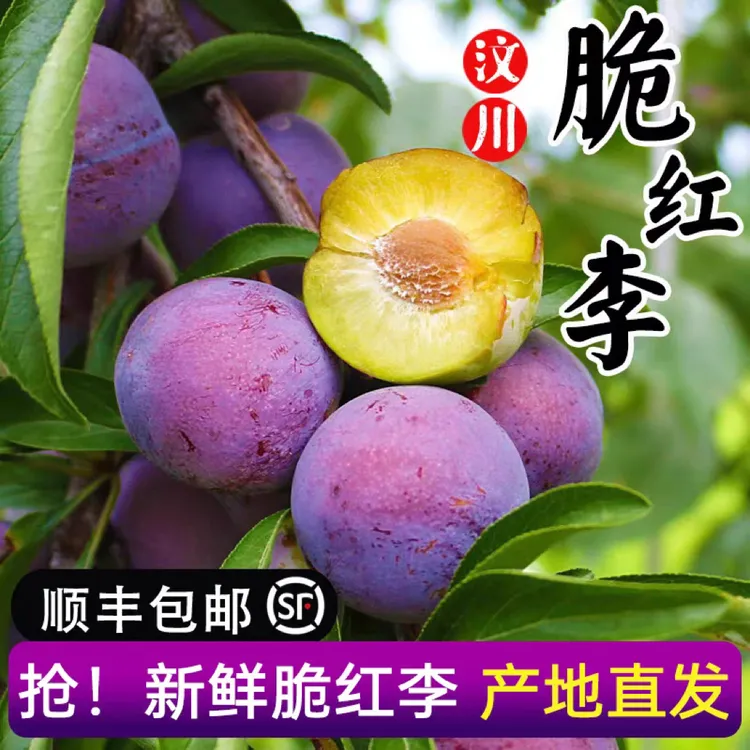 顺丰包邮四川汶川脆红李脱骨李子脆甜可口新鲜坏果包赔5斤包邮