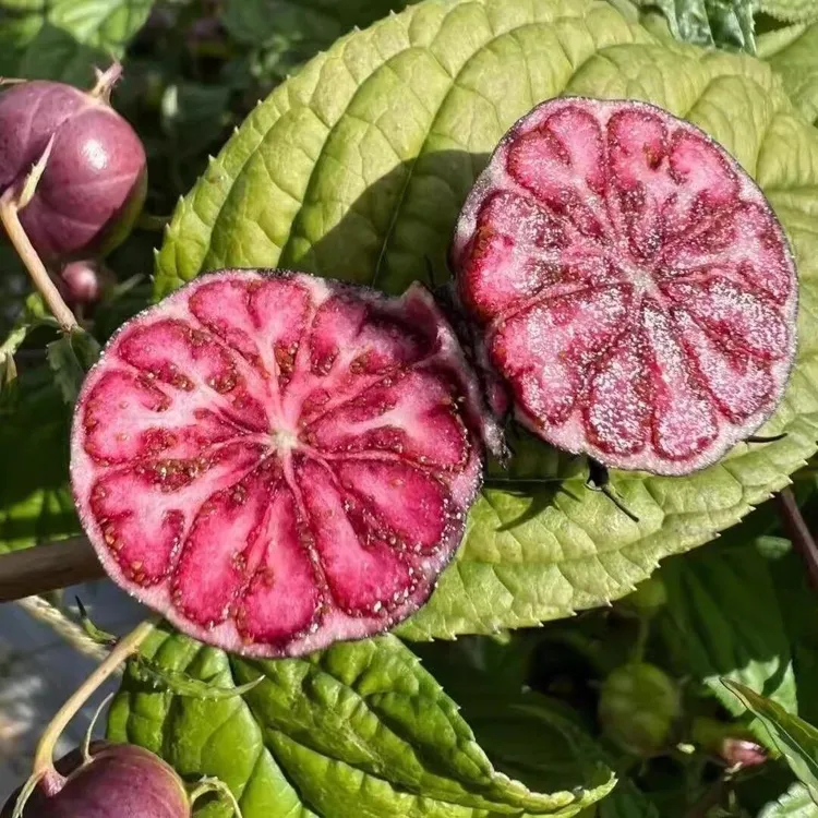 【精品果】云南红果参鲜果蜘蛛果应当季新鲜深山果现摘现发大果