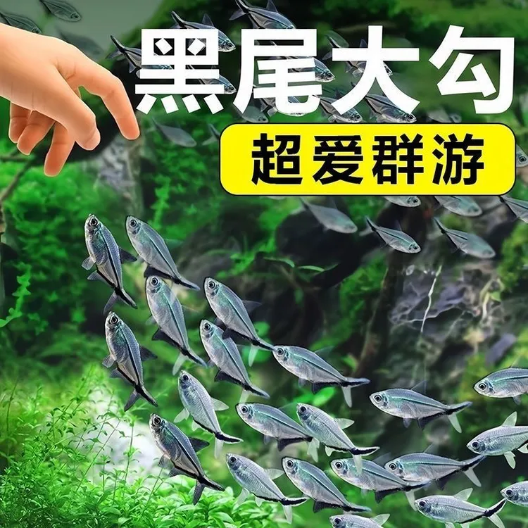 黑尾大勾群游热带观赏鱼草缸小型活体淡水灯科鱼耐养易活放生