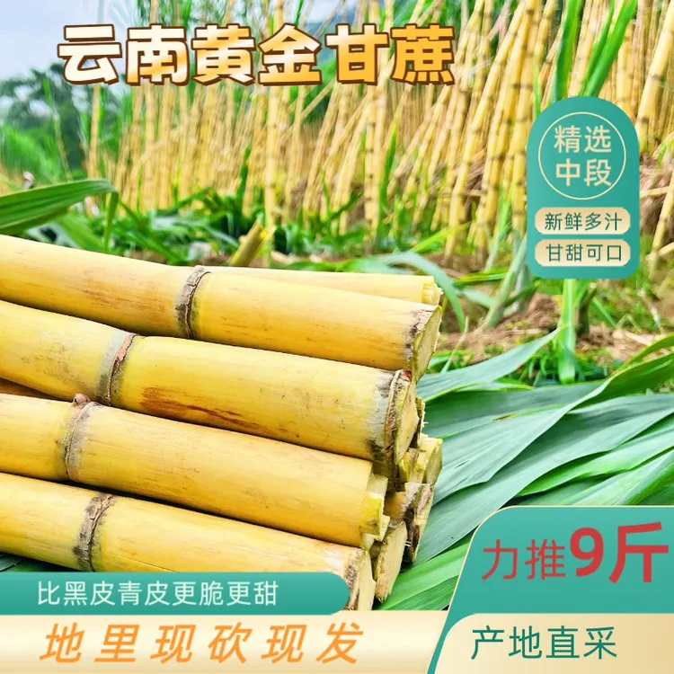 云南黄金甘蔗现砍现发清甜多汁新鲜水果脆甜甘蔗甘蔗新鲜脆甜
