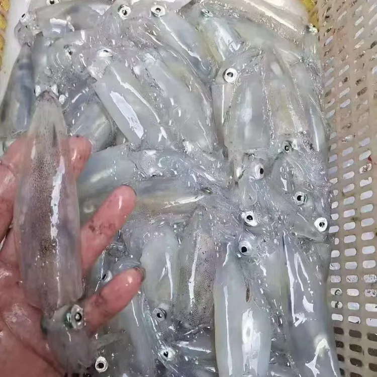 北海 鱿鱼 新活速冻发货3/5